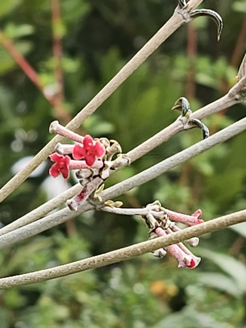 Arachnothryx buddleioides photo 5