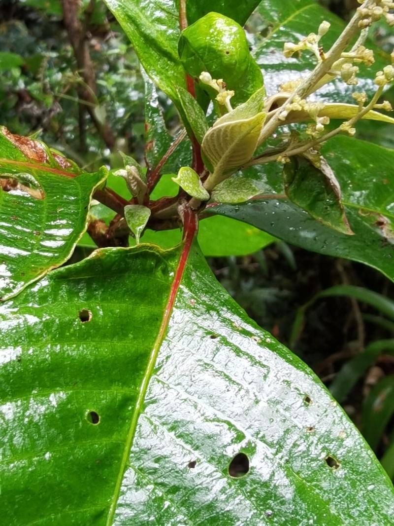 Arachnothryx buddleioides photo 6