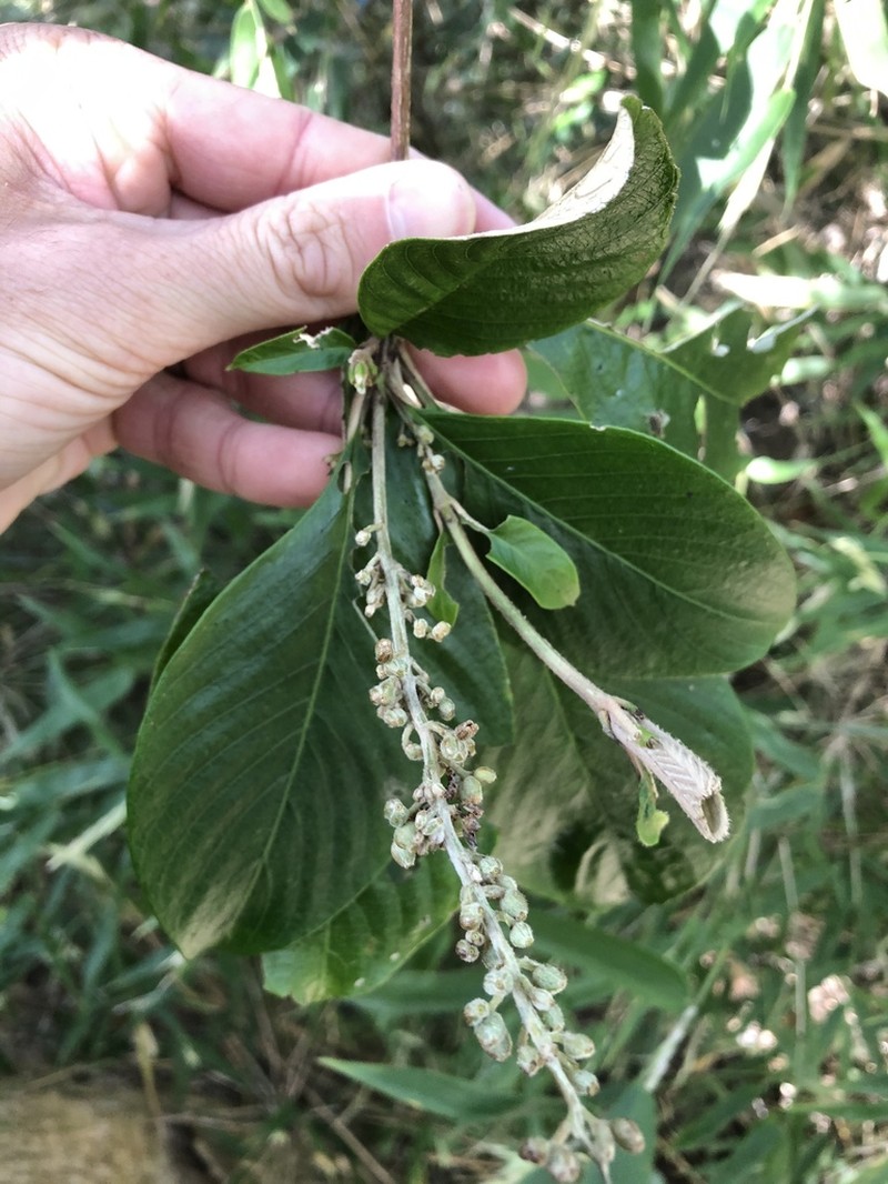 Arachnothryx buddleioides photo 7