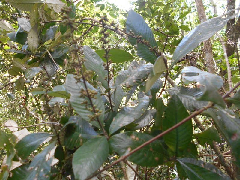 Arachnothryx buddleioides photo 8