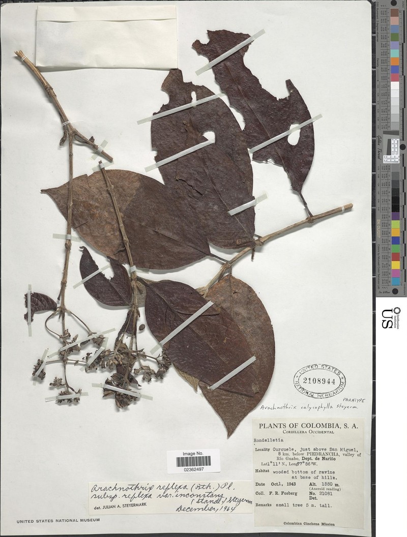 Arachnothryx calycophylla photo 3