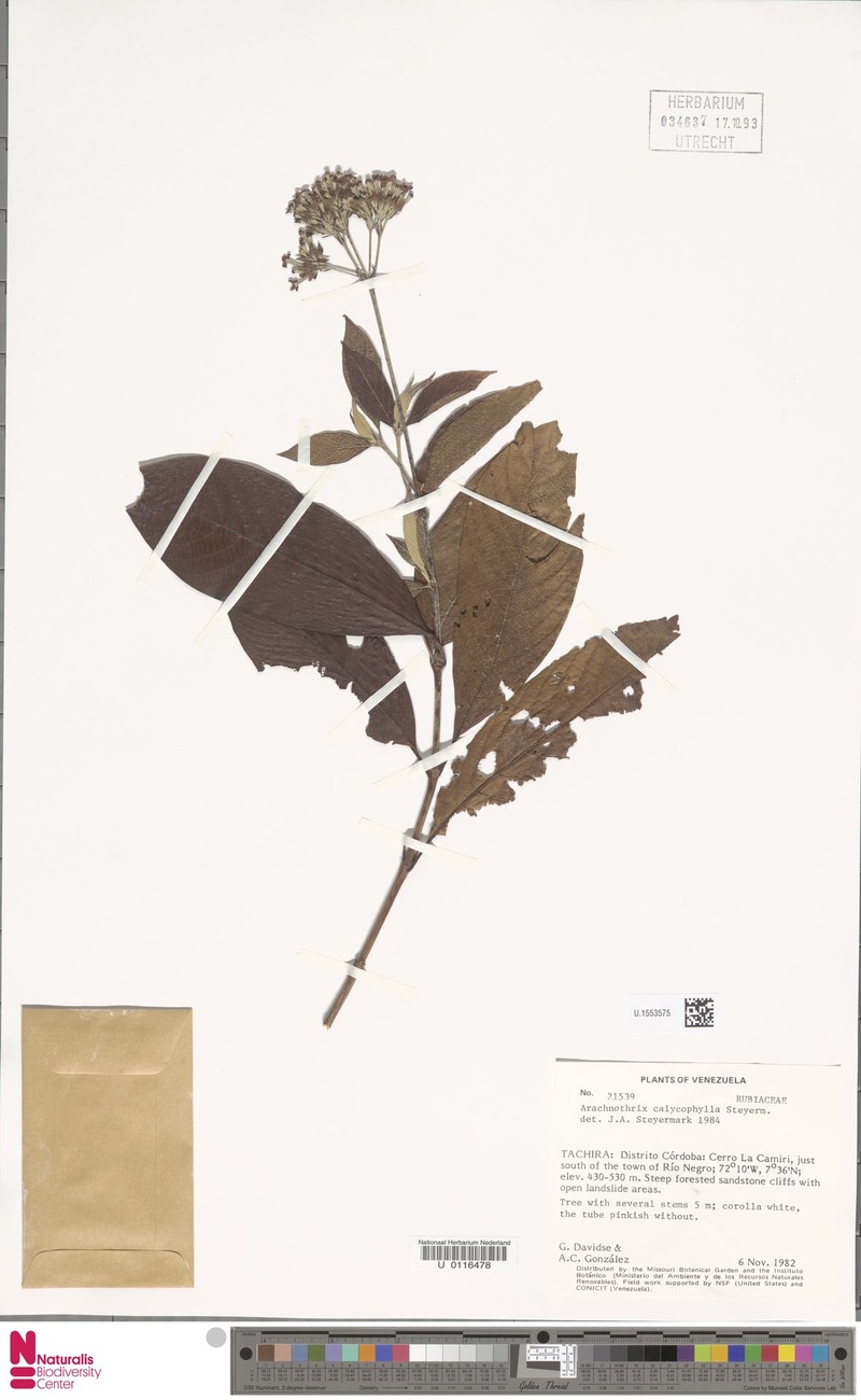 Arachnothryx calycophylla