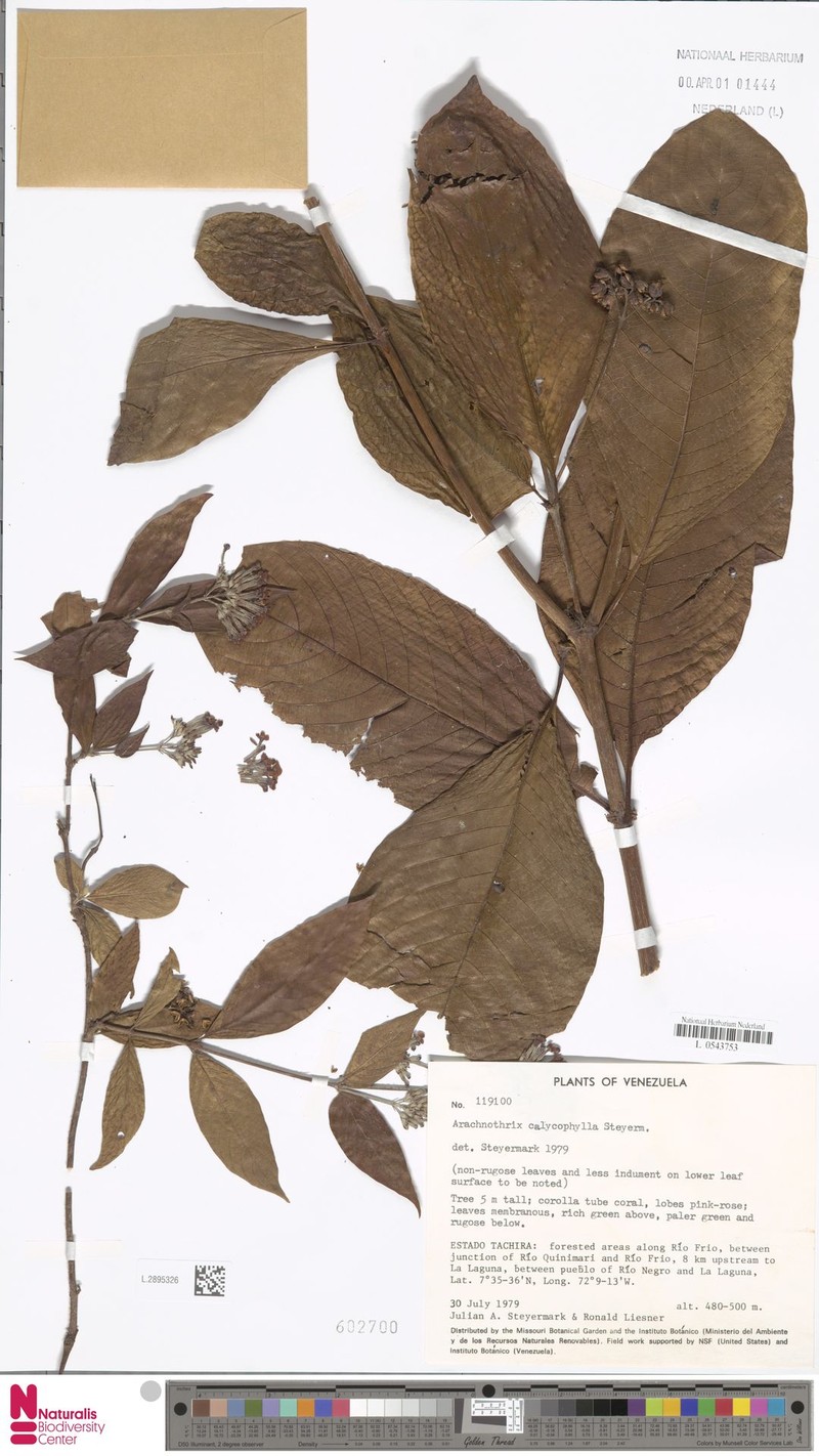 Arachnothryx calycophylla photo 2