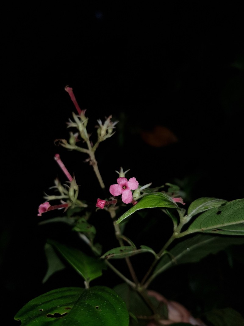 Arachnothryx calycosa photo 3