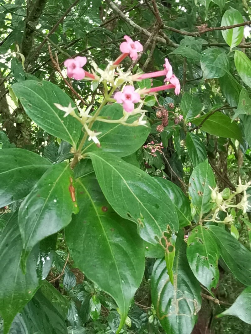 Arachnothryx calycosa photo 5