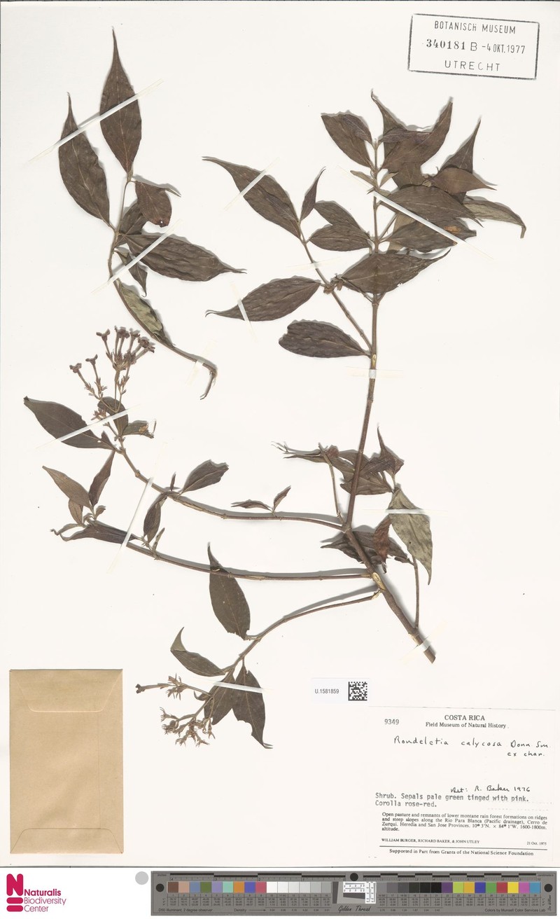 Arachnothryx calycosa photo 6