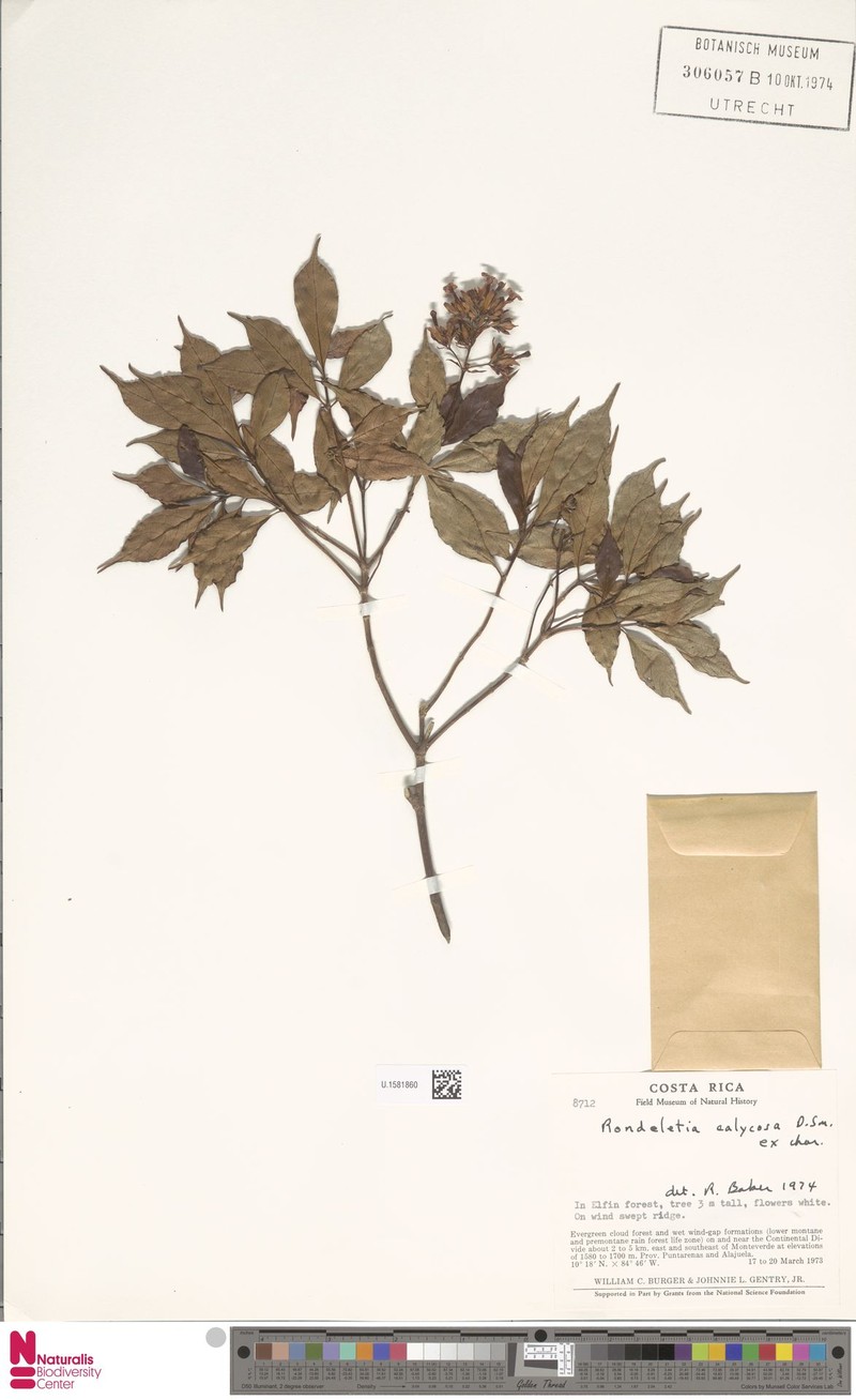 Arachnothryx calycosa photo 7