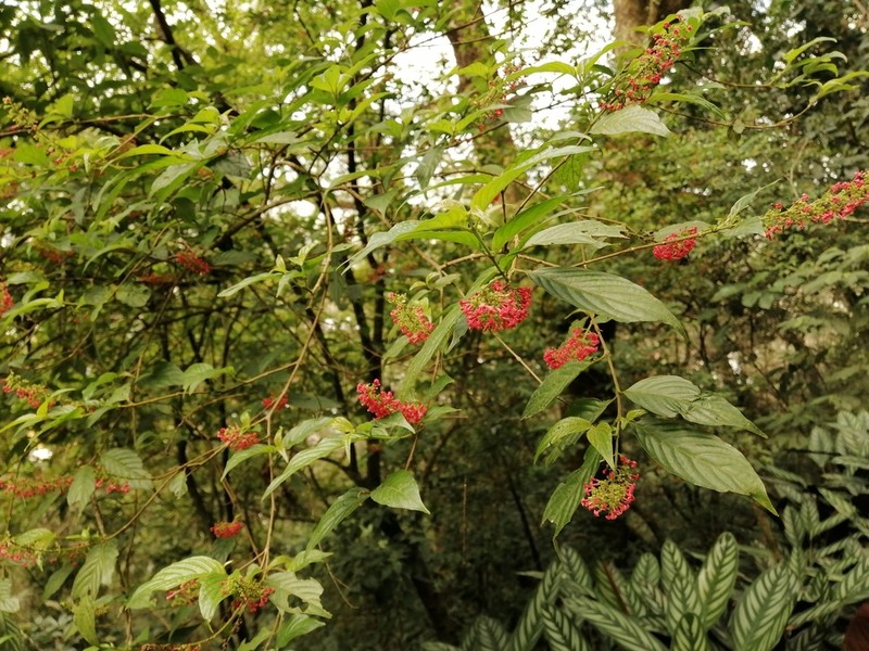 Arachnothryx capitellata