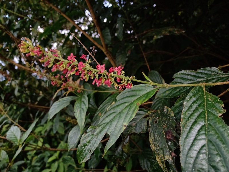 Arachnothryx capitellata photo 3