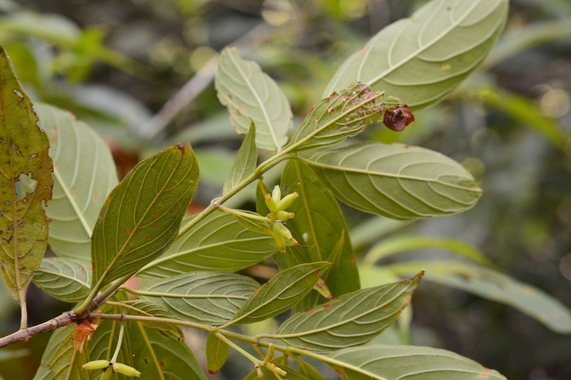 Arachnothryx chiapensis photo 2