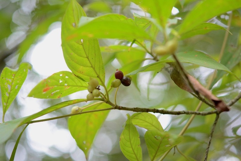 Arachnothryx chiapensis photo 3