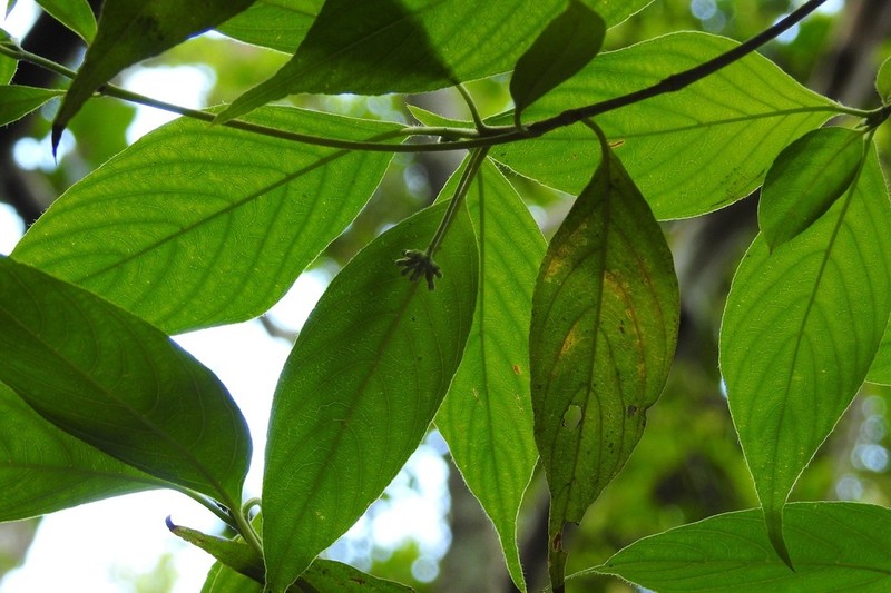 Arachnothryx chiapensis photo 4
