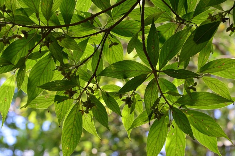 Arachnothryx chiapensis photo 5