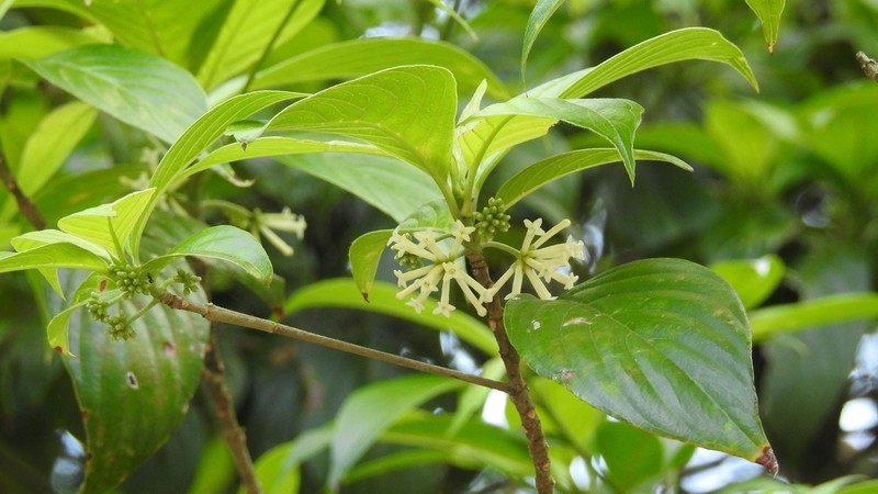 Arachnothryx chiapensis photo 6