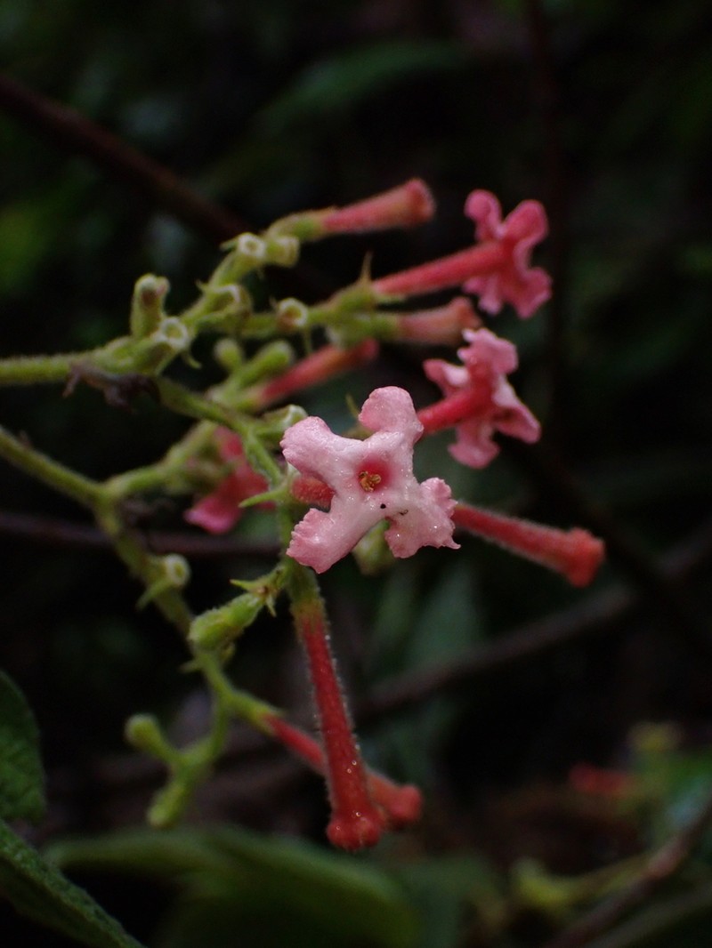 Arachnothryx chimboracensis