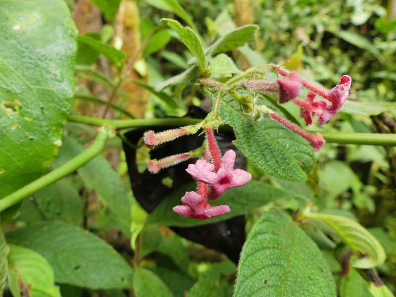 Arachnothryx chimboracensis photo 2
