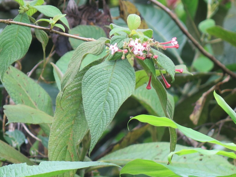 Arachnothryx chimboracensis photo 3
