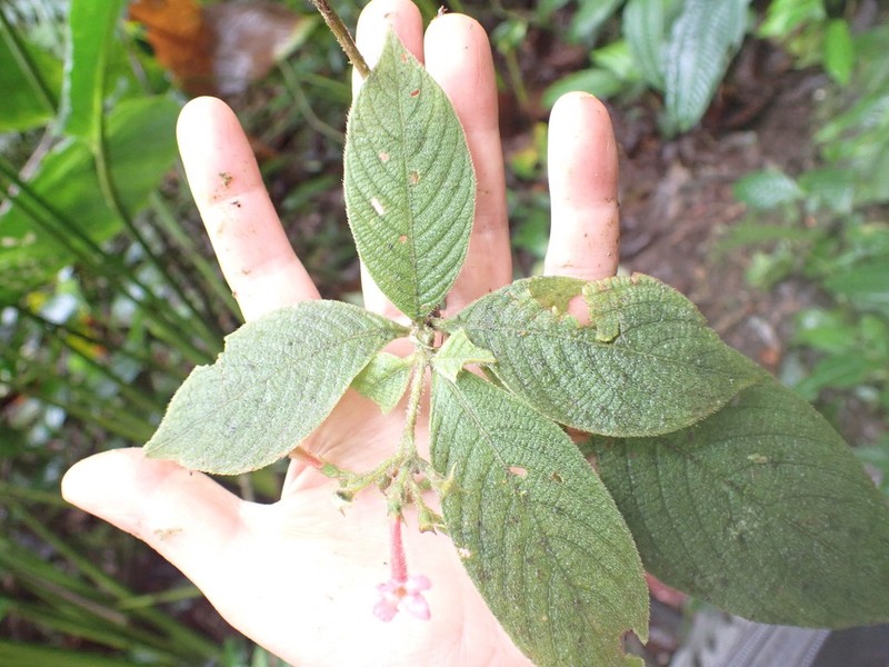 Arachnothryx chimboracensis photo 4