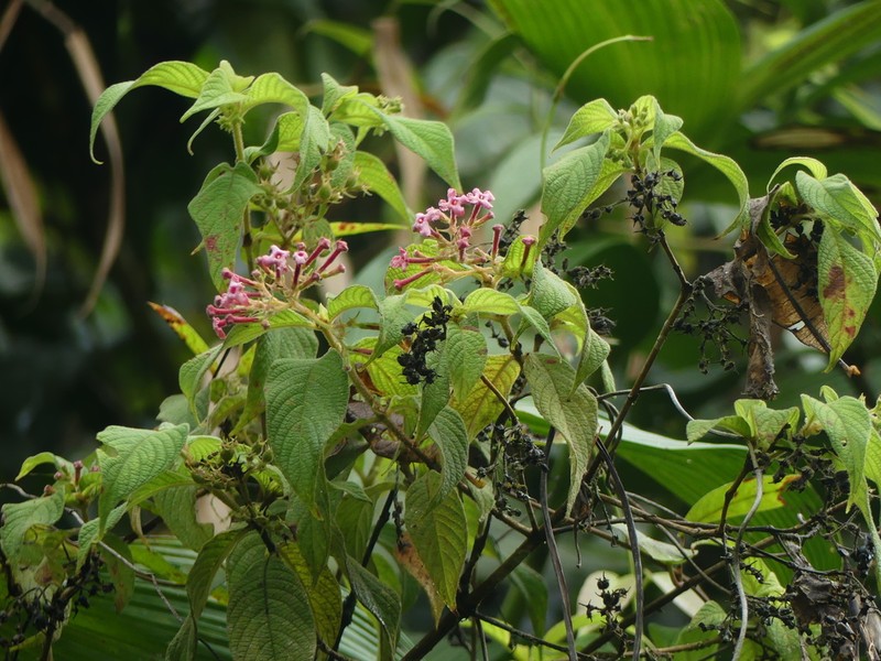 Arachnothryx chimboracensis photo 5