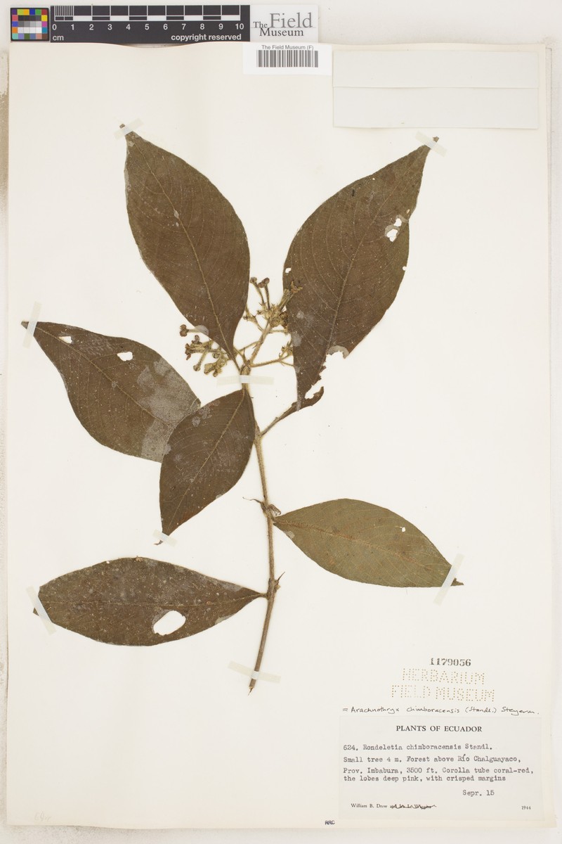 Arachnothryx chimboracensis photo 6
