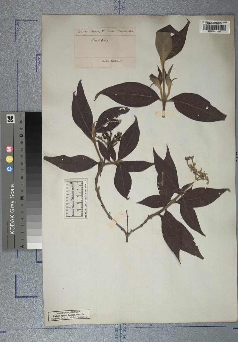 Arachnothryx chimboracensis photo 7
