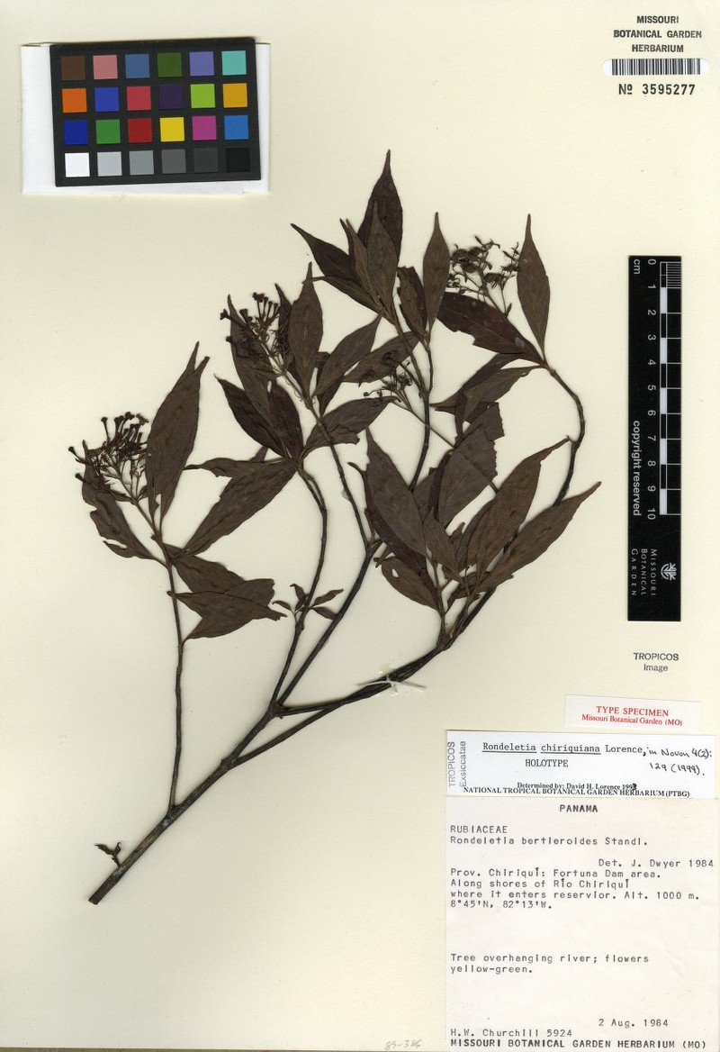 Arachnothryx chiriquiana
