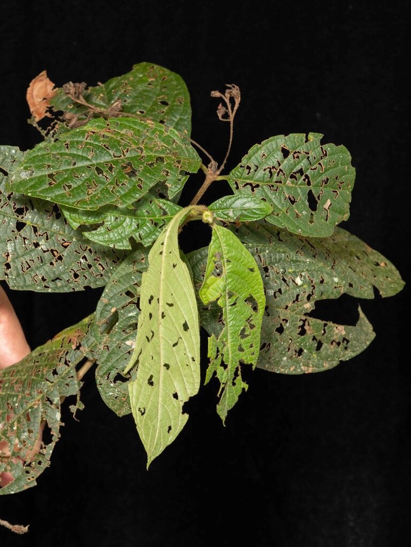 Arachnothryx colombiana