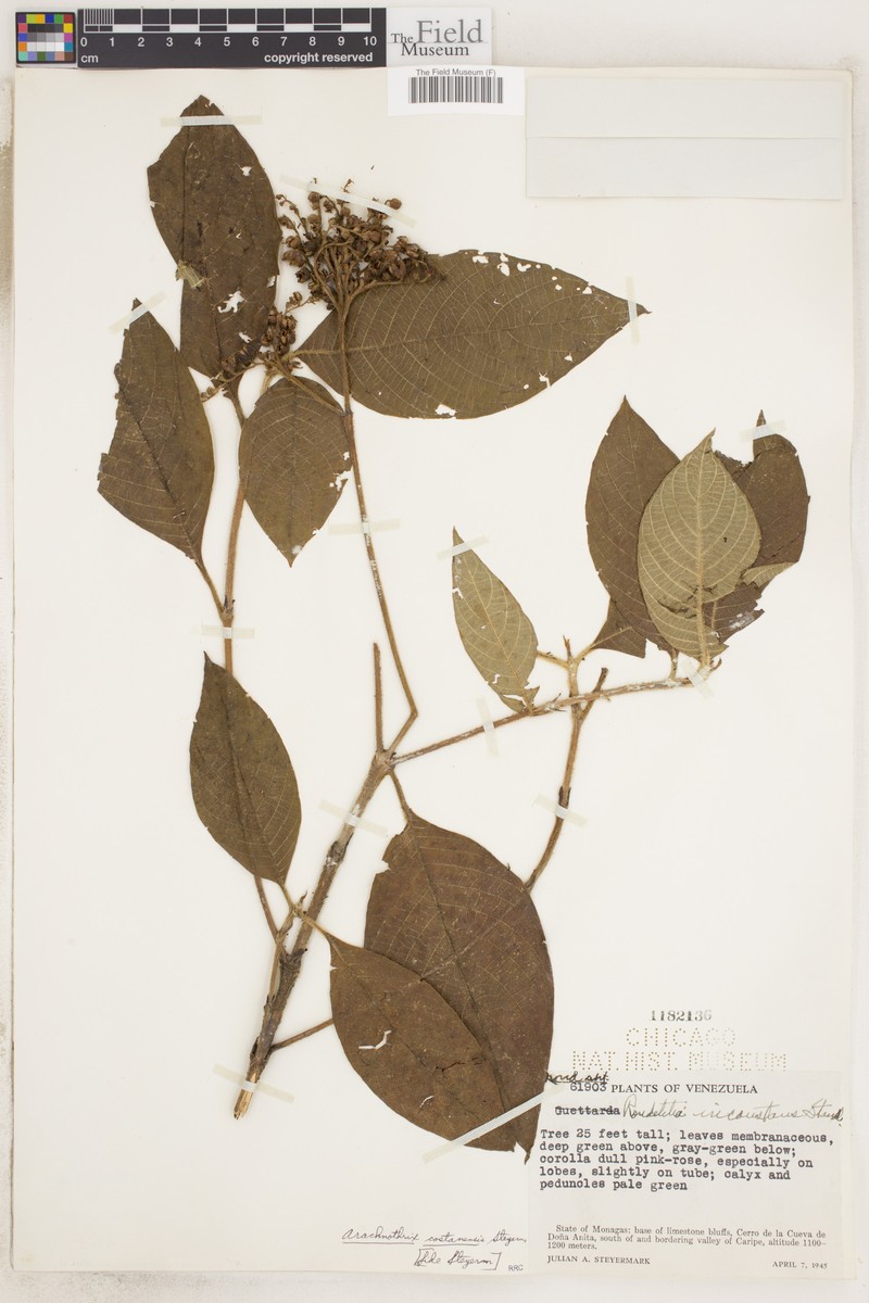 Arachnothryx costanensis