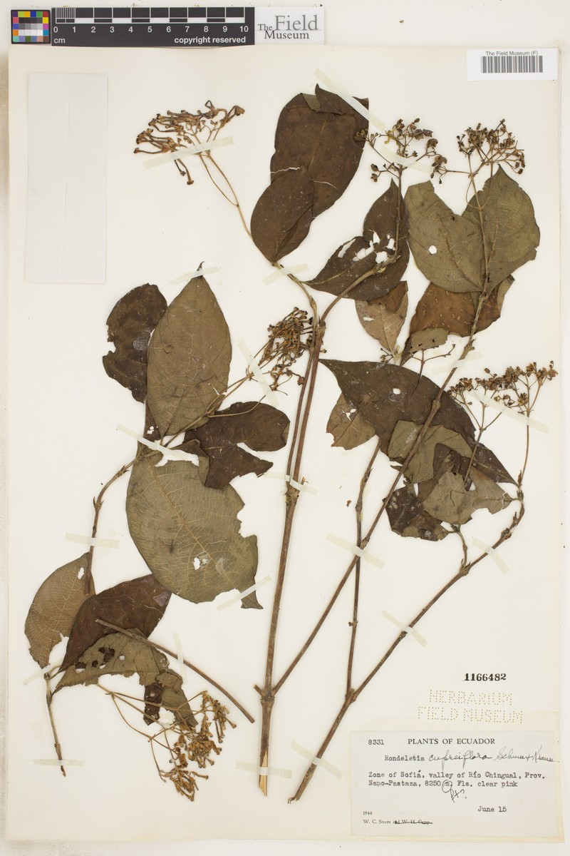 Arachnothryx cupreiflora