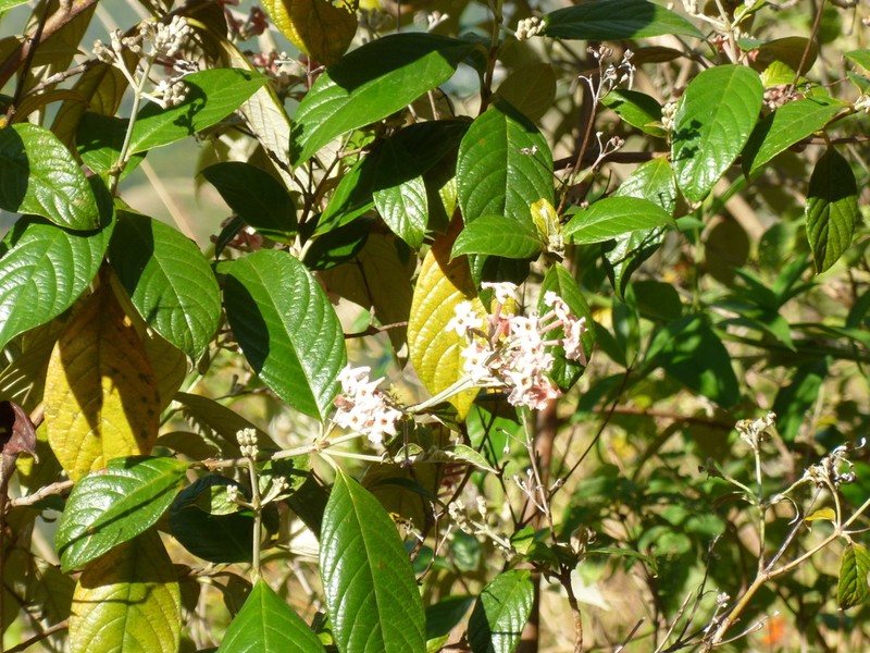 Arachnothryx discolor