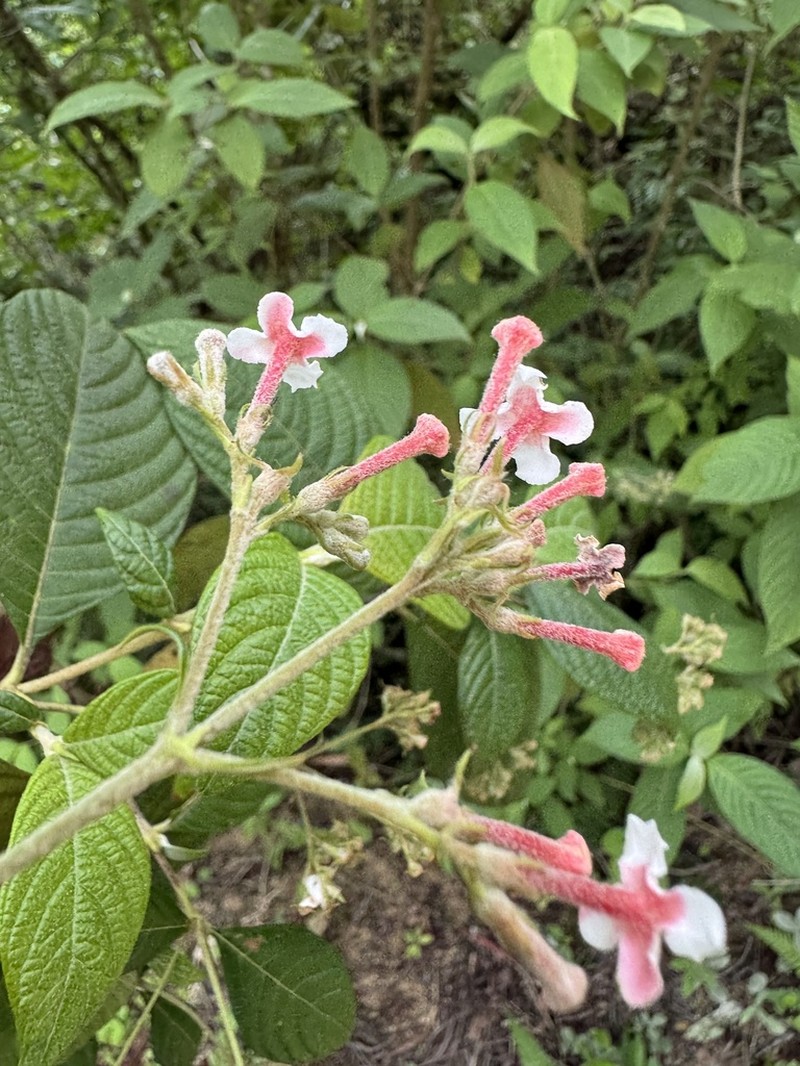 Arachnothryx discolor photo 3