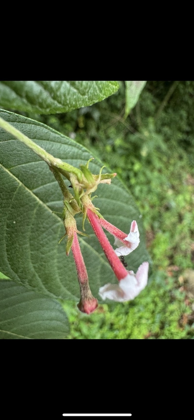 Arachnothryx discolor photo 4