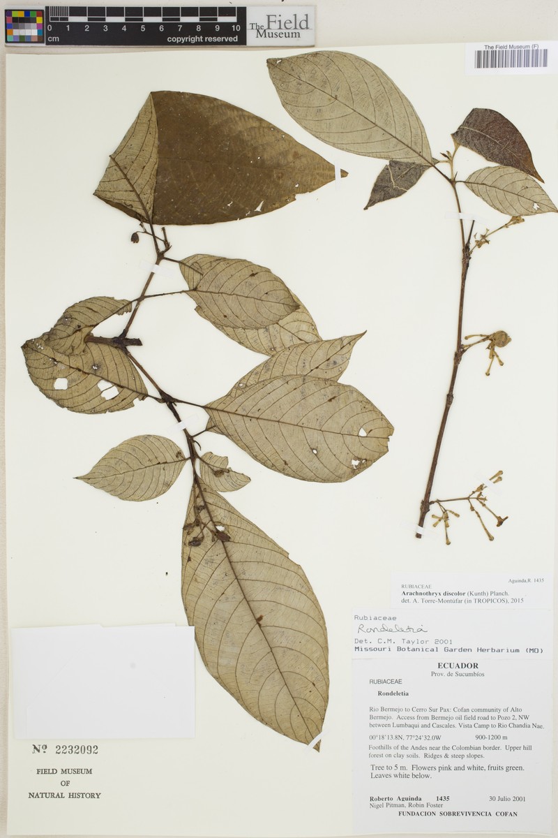 Arachnothryx discolor photo 5