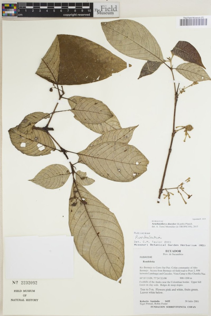 Arachnothryx discolor photo 6