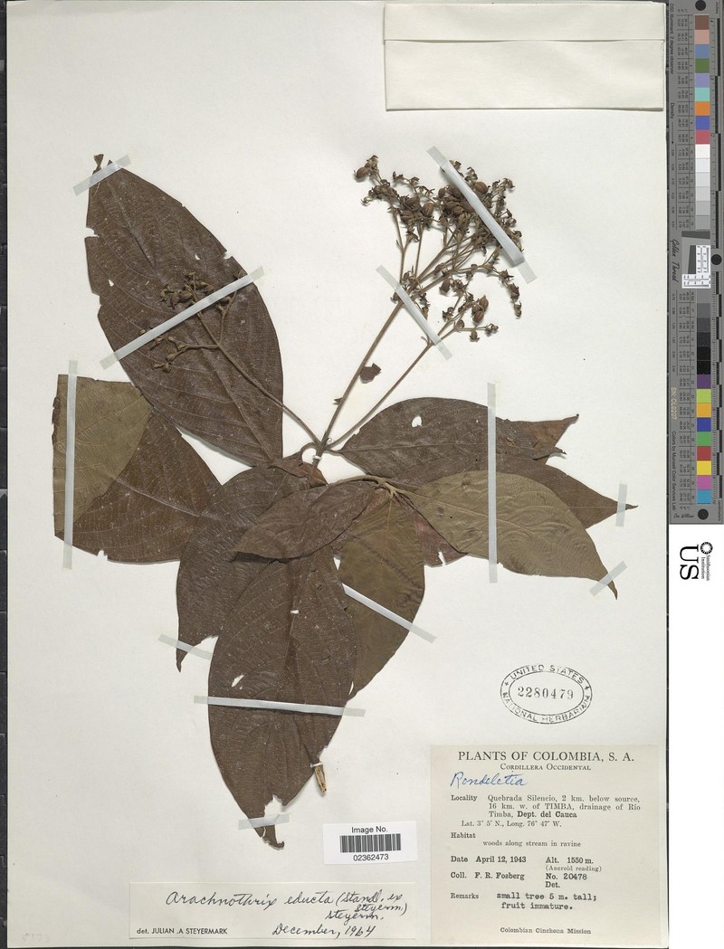 Arachnothryx educta