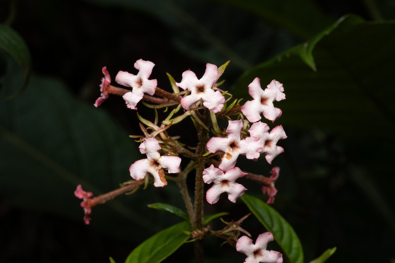 Arachnothryx euryphylla photo 2