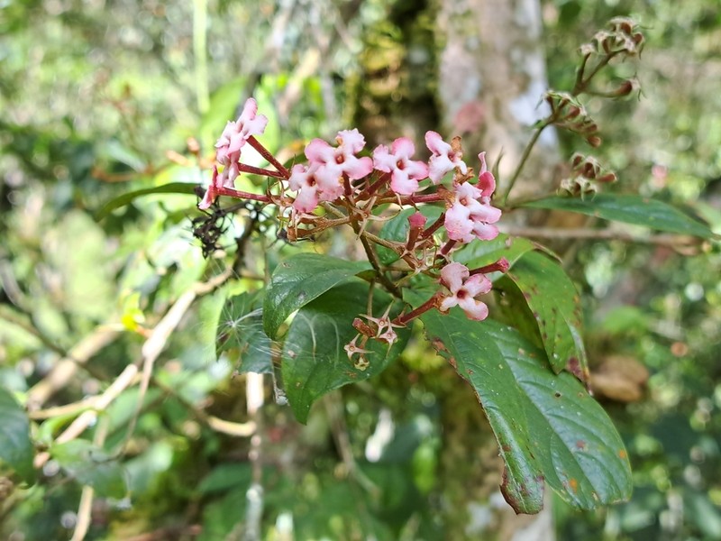 Arachnothryx euryphylla photo 3