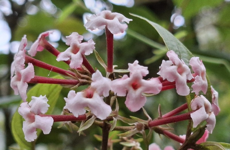 Arachnothryx euryphylla photo 4