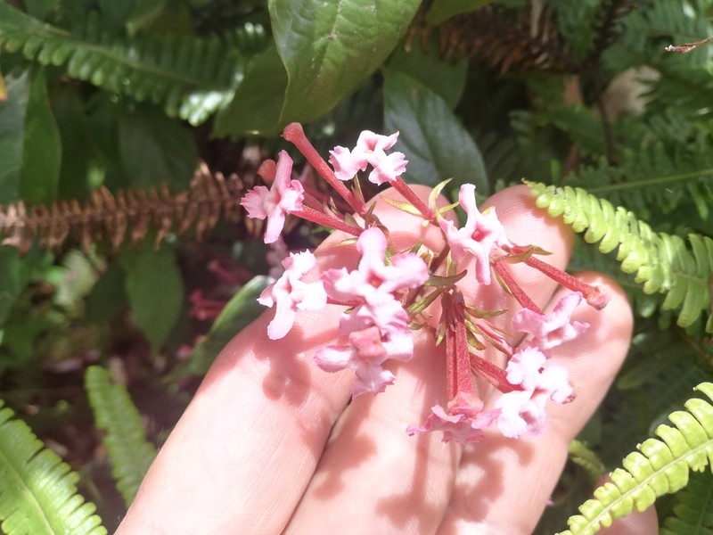 Arachnothryx euryphylla photo 6