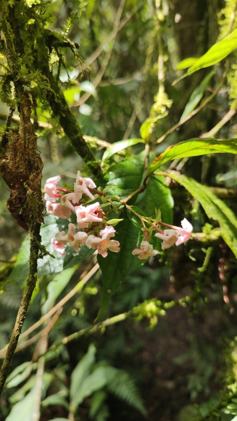 Arachnothryx euryphylla photo 7