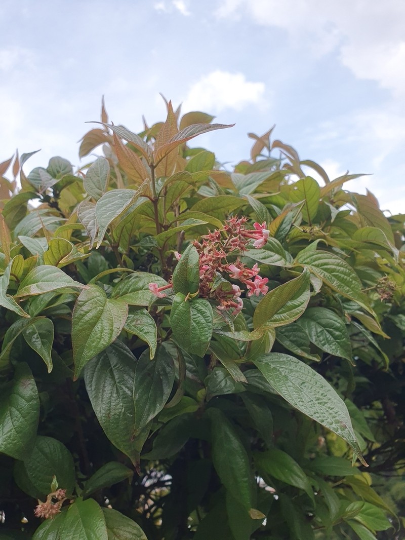 Arachnothryx euryphylla photo 8