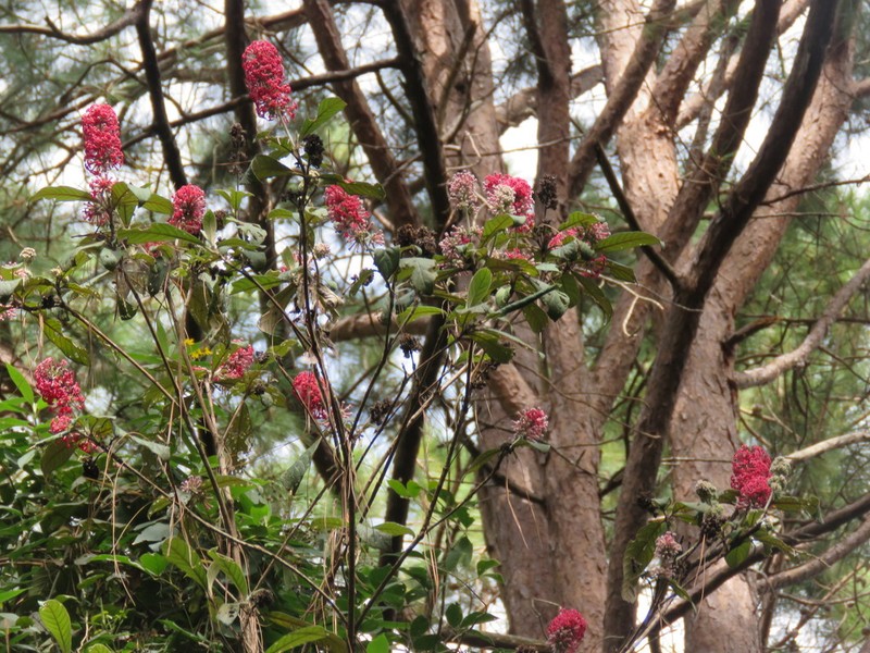 Arachnothryx evansii photo 2
