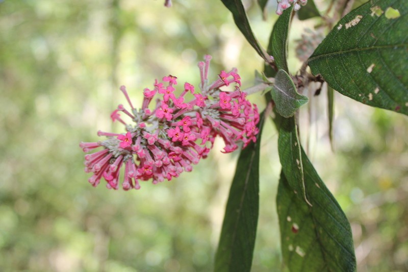 Arachnothryx evansii photo 3