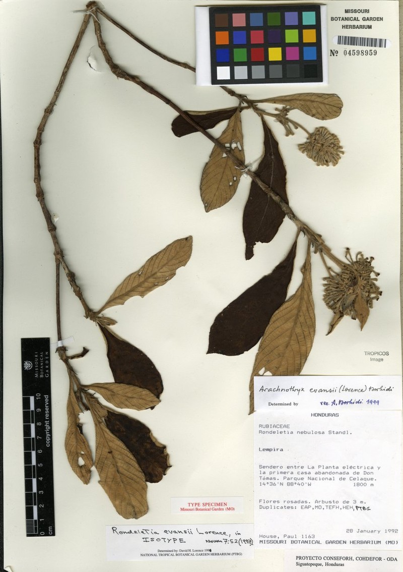 Arachnothryx evansii photo 4
