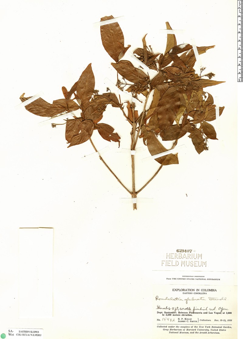 Arachnothryx glabrata
