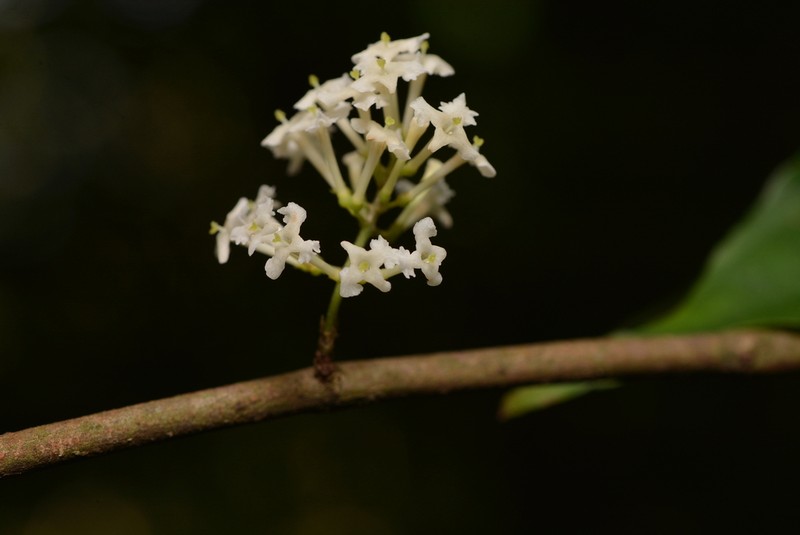 Arachnothryx heteranthera