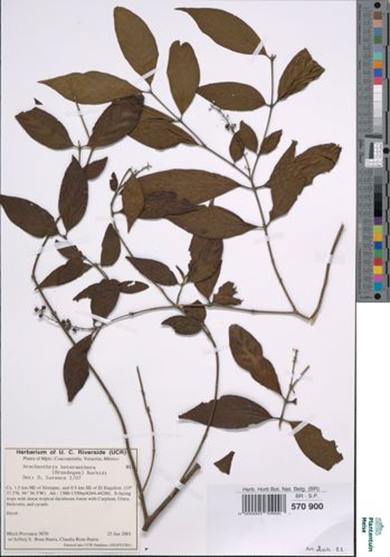 Arachnothryx heteranthera photo 2