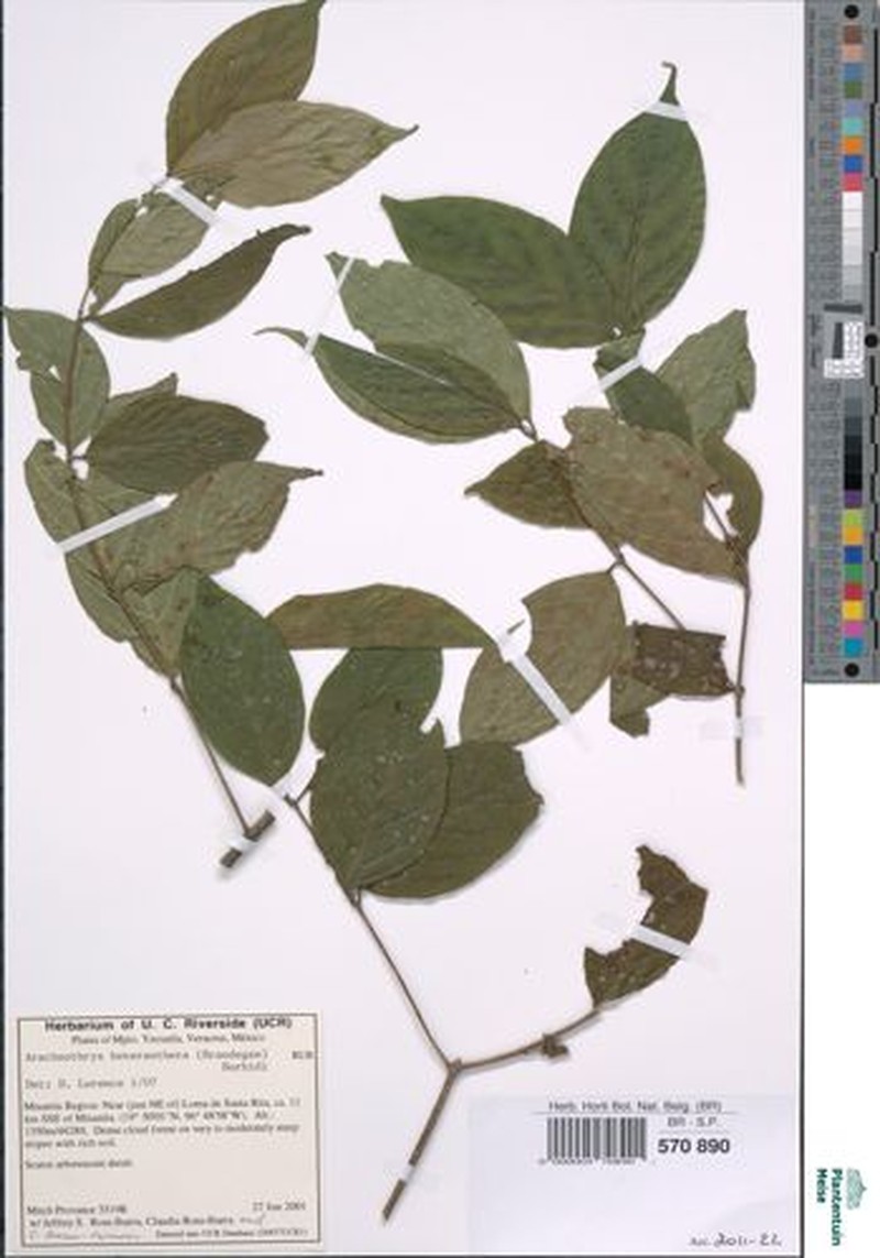 Arachnothryx heteranthera photo 3