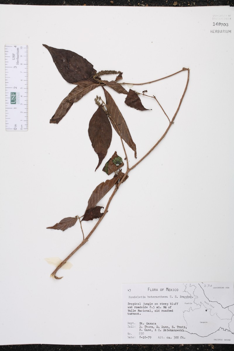 Arachnothryx heteranthera photo 4
