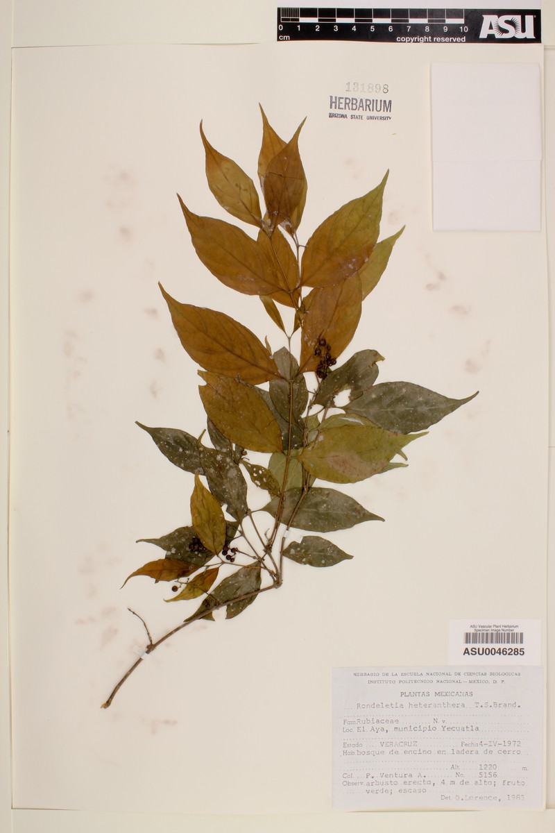 Arachnothryx heteranthera photo 5